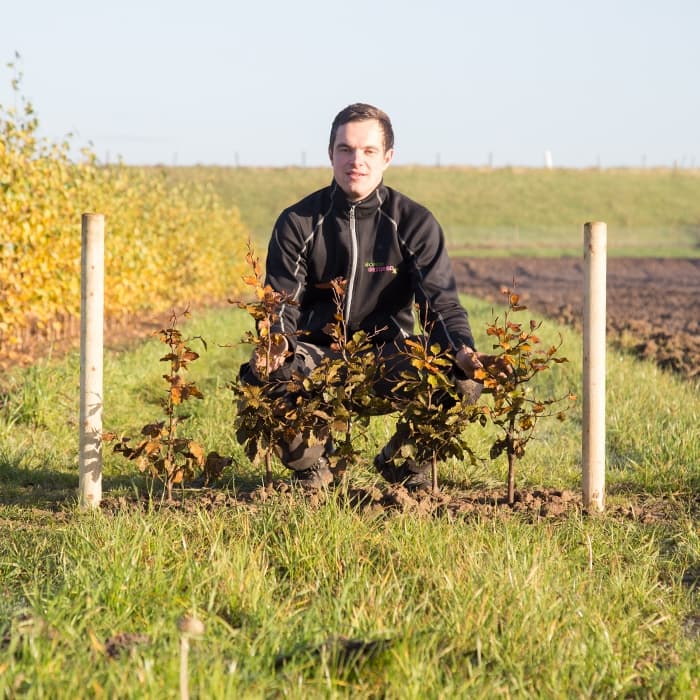 Rode beukenhaag per meter enkele rij