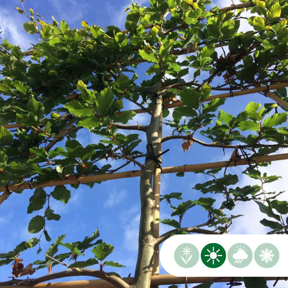 Groene leibeuk 100 cm