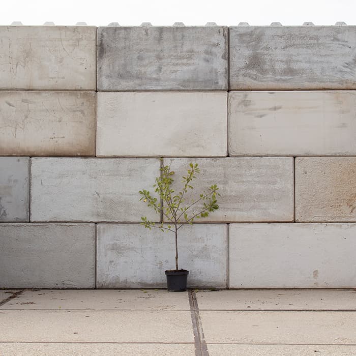 Zoete pruim 'Victoria'