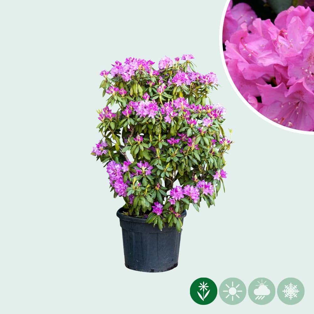 Rhododendron 'Roseum Elegans'