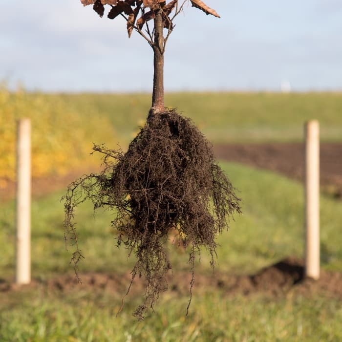 Rode beukenhaag per meter enkele rij