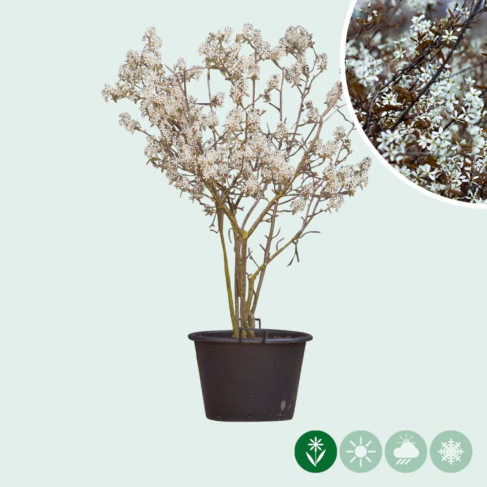 Krentenboom meerstammig