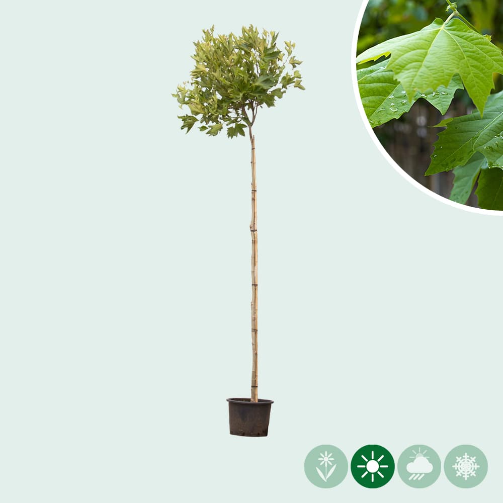 Bol plataan 220 cm stamhoogte
