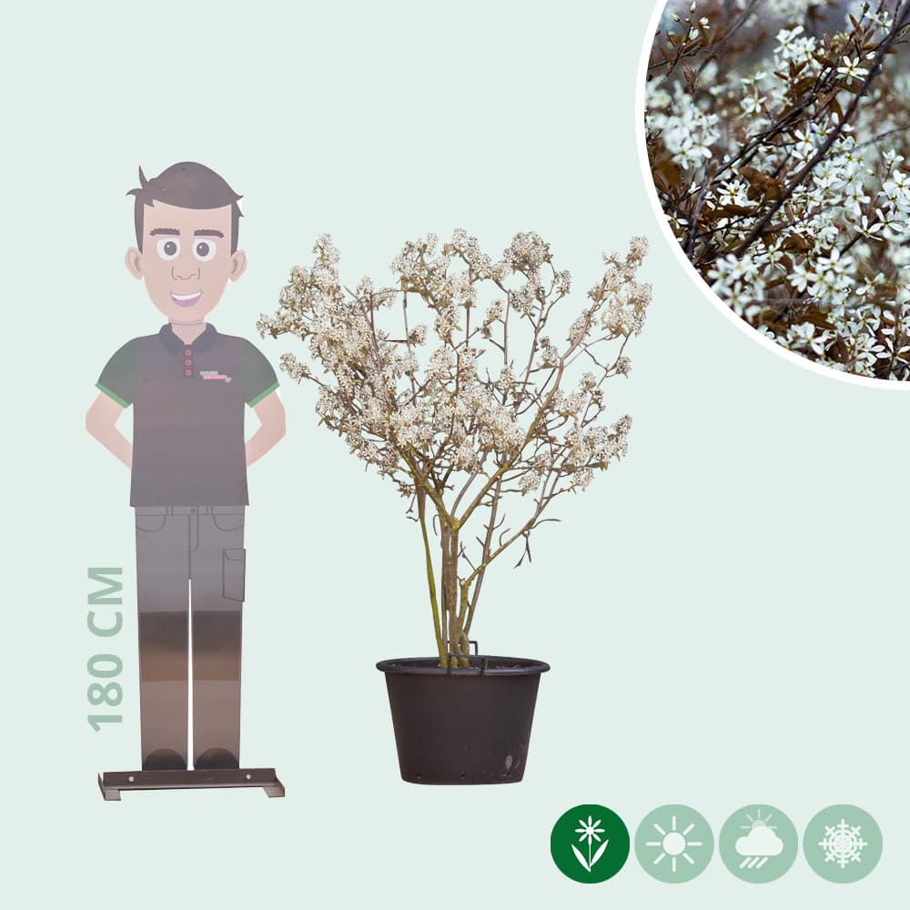 Krentenboom meerstammig