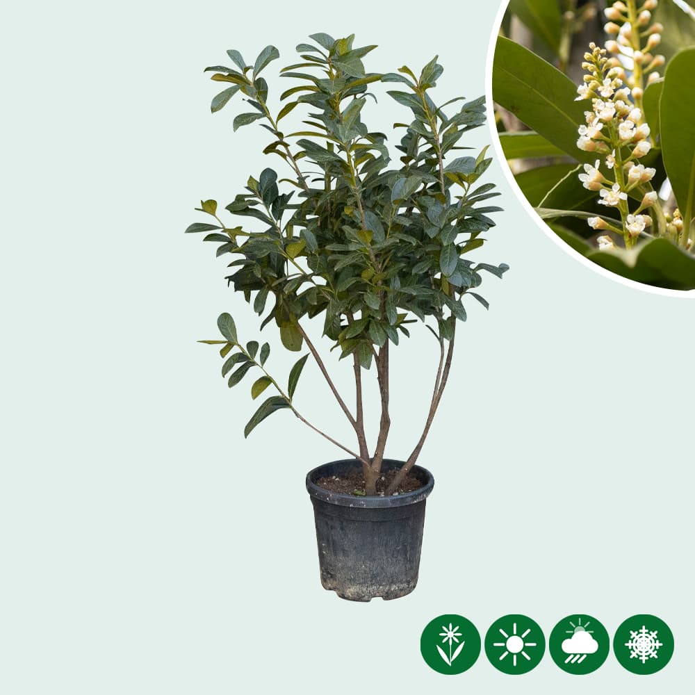 Laurierkers meerstammig