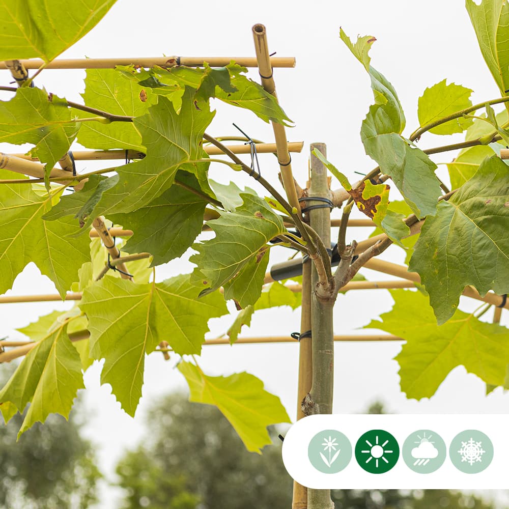 Plataan kruisdak 200-220 cm stamhoogte