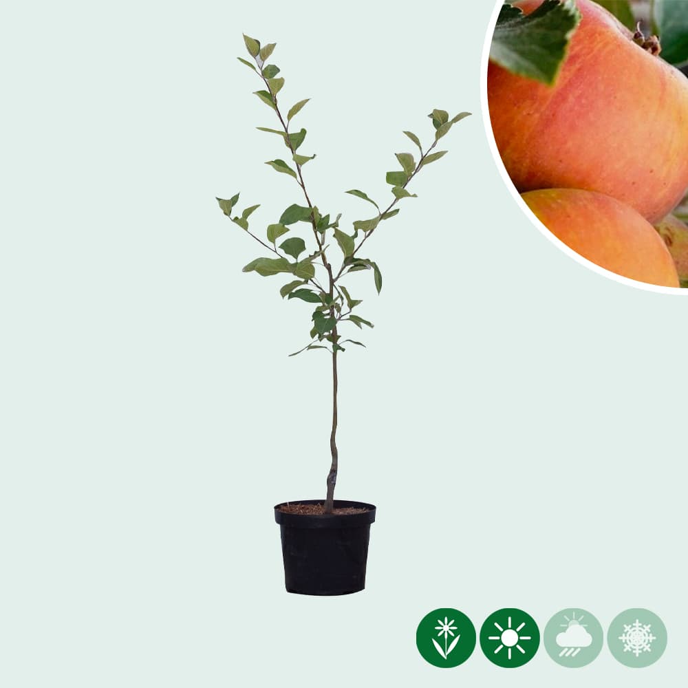 Malus d. 'Cox Orange Pippin'