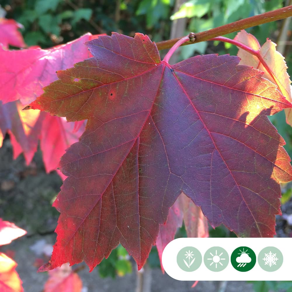 Amerikaanse rode esdoorn