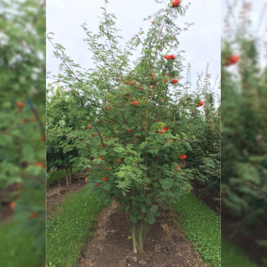 Lijsterbes meerstammig 2