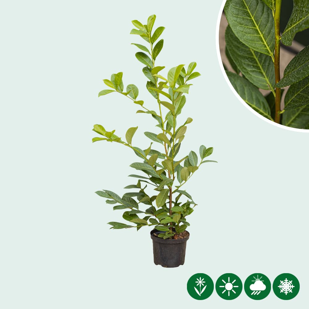 Groenblijvende hagen