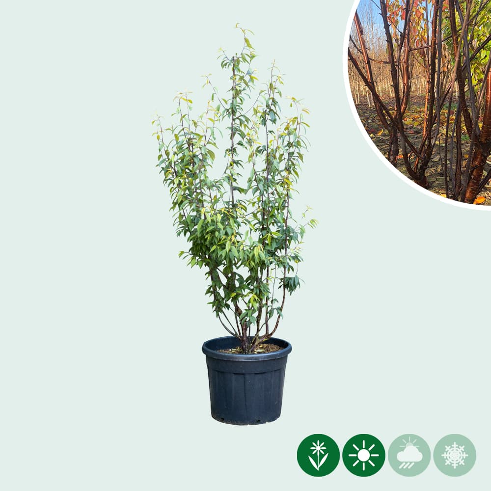 Tibetaanse sierkers meerstammig