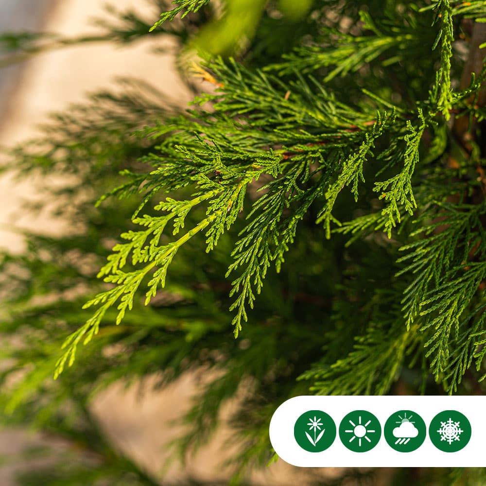 Leylandconifeer 60 cm