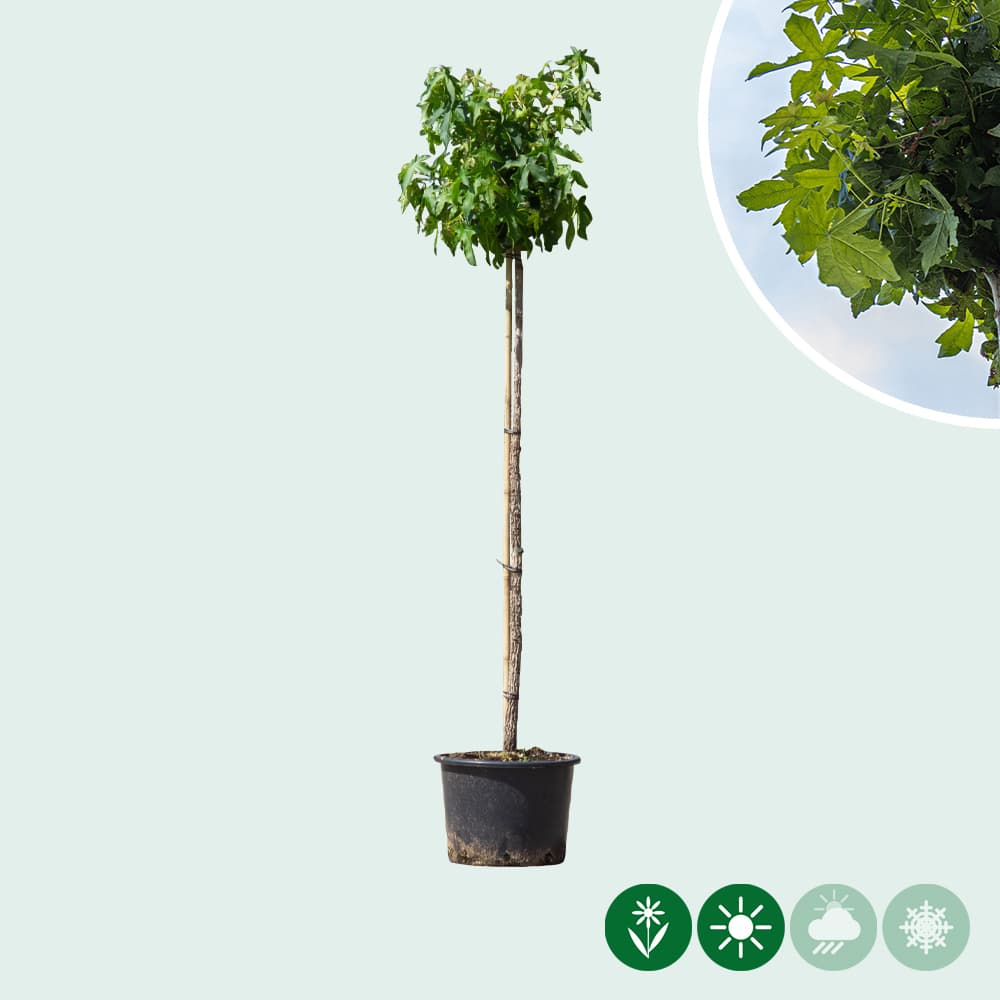 Amberboom bolvorm 120 cm stamhoogte