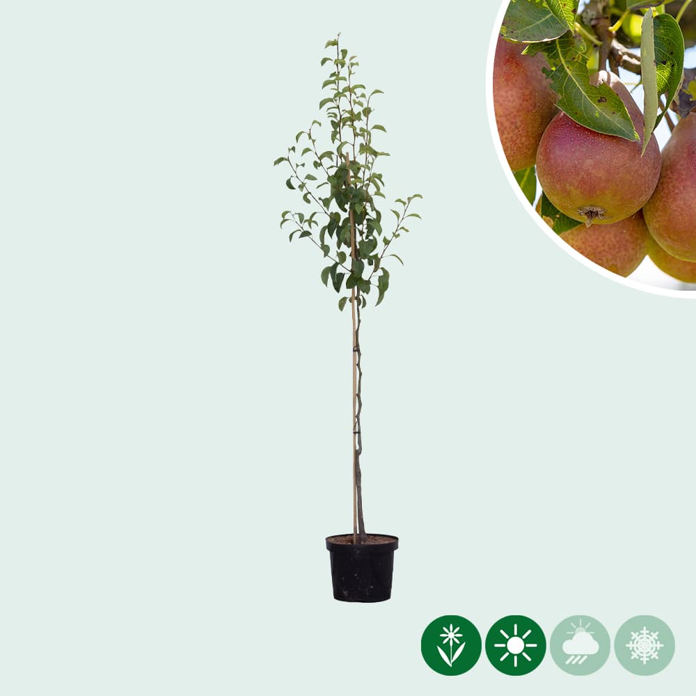 Pyrus communis 'Bonne Louise d'Avranches'