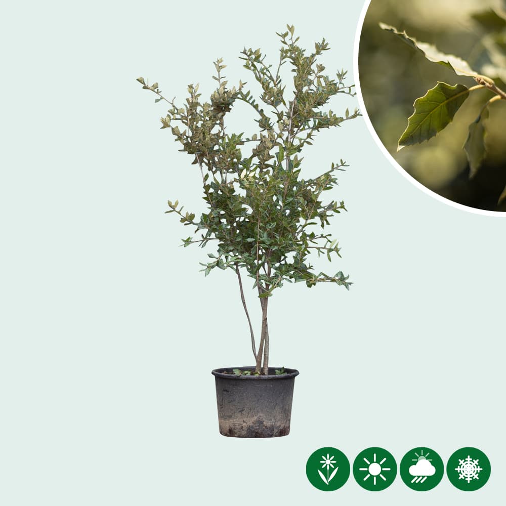 Steeneik meerstammig