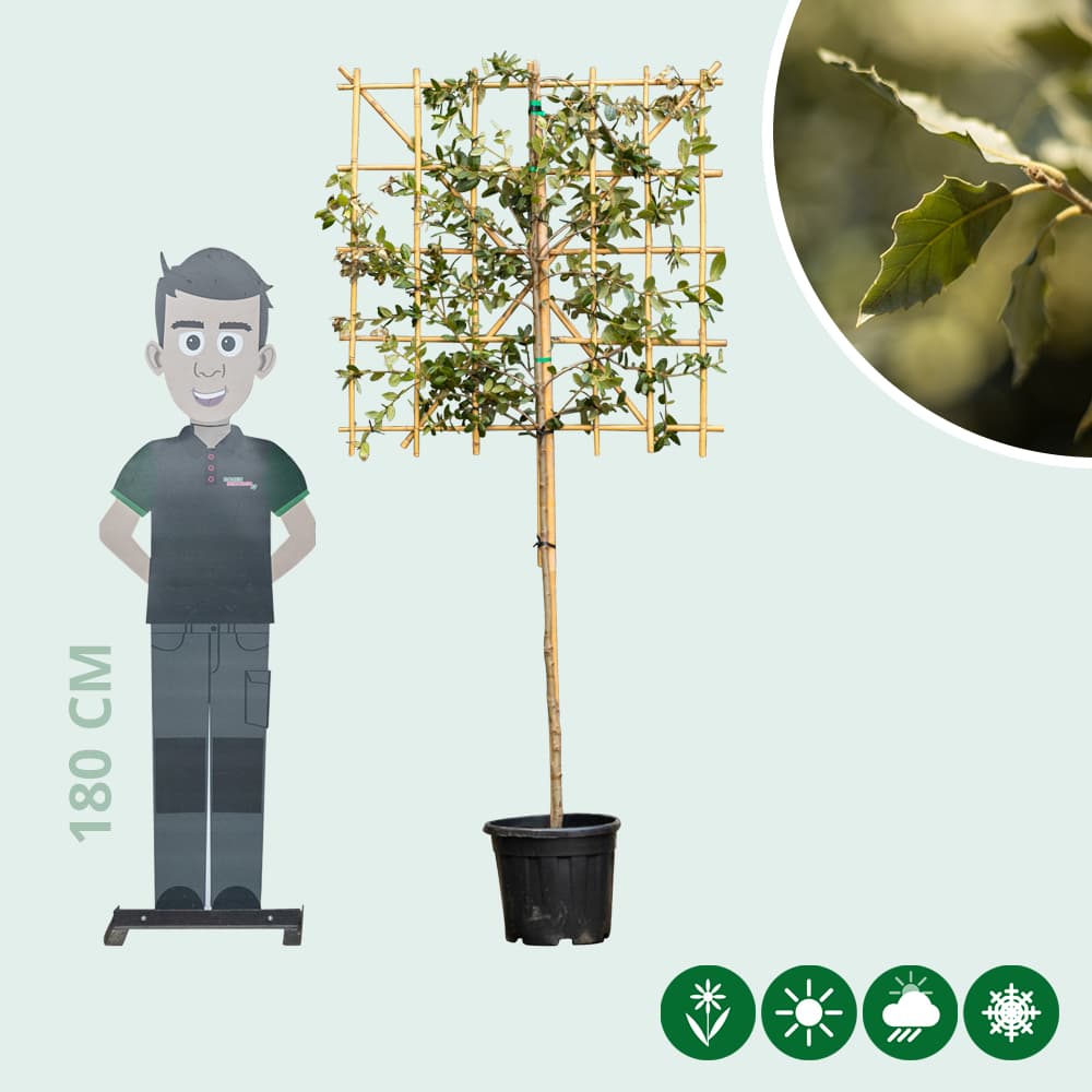 Steeneik leiboom 100 cm