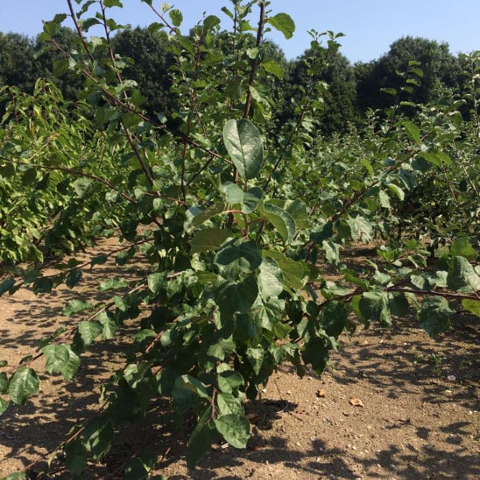 Zoete pruim 'Victoria'