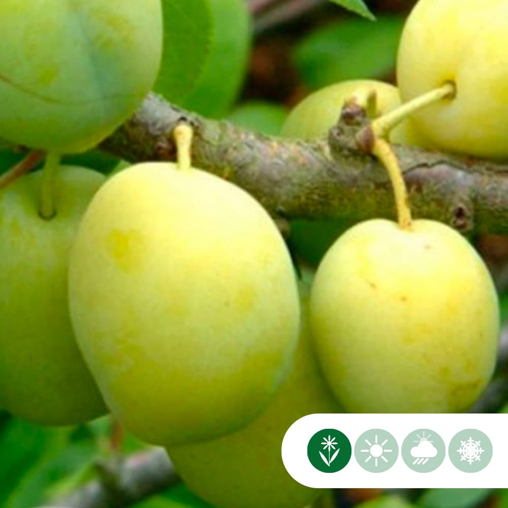 Zoete pruim 'Reine Claude Verte'