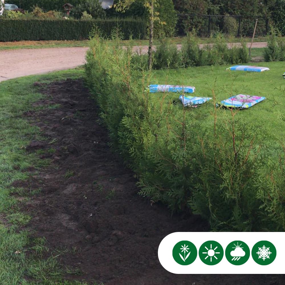 Coniferen 'Brabant' 80 cm