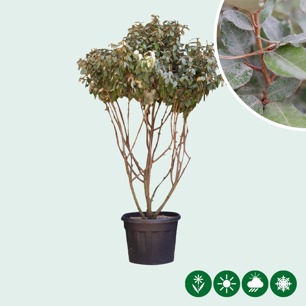 Meerstammige olijfwilg 2