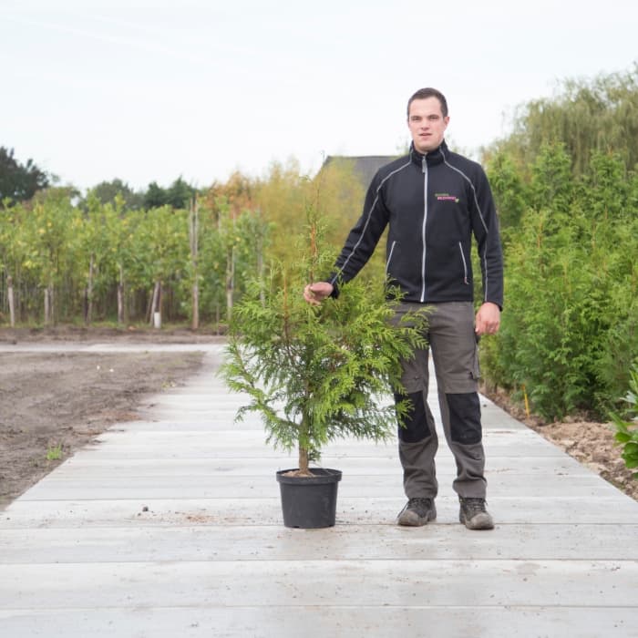 Conifeer 'Excelsa' 120 cm