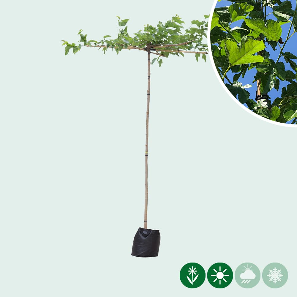 Moerbei kruisdak 200-220 cm stamhoogte