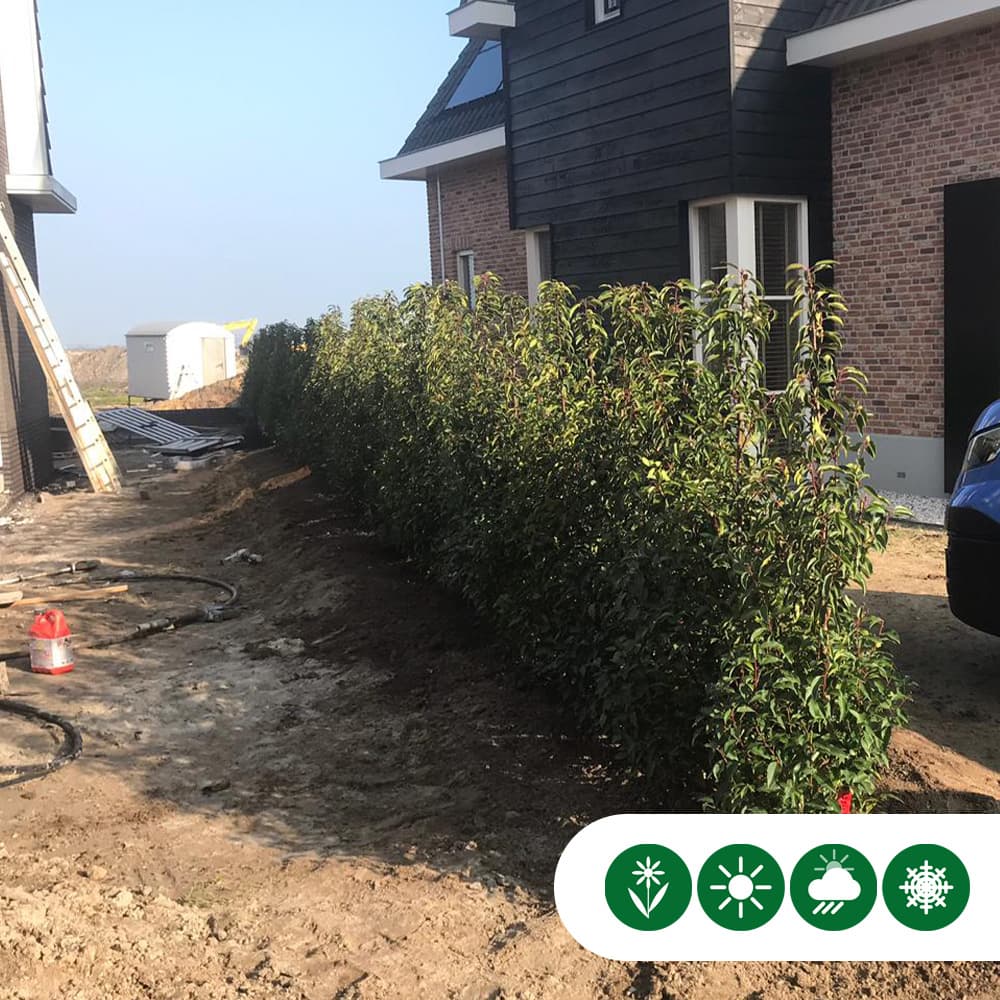 Portugese laurierhaag 40 cm