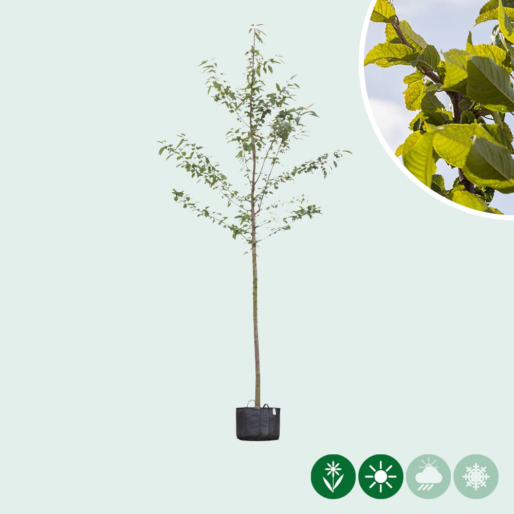 Dubbelbloemige sierkers