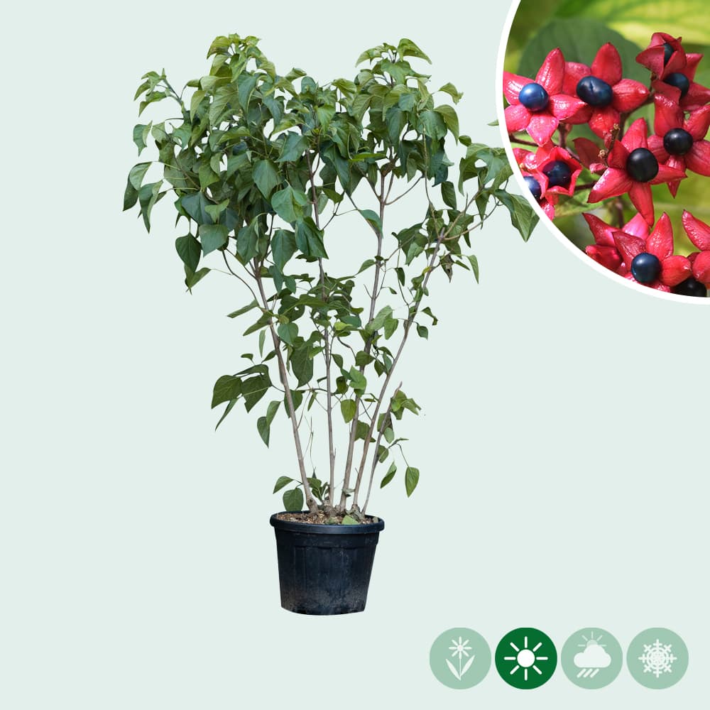 Pindakaasboom meerstammig