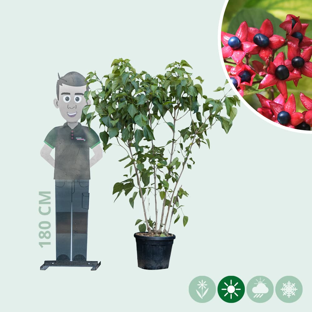 Pindakaasboom meerstammig