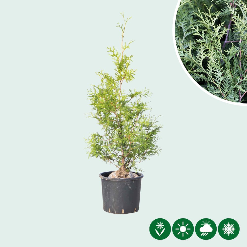 Coniferen 'Brabant' 80 cm