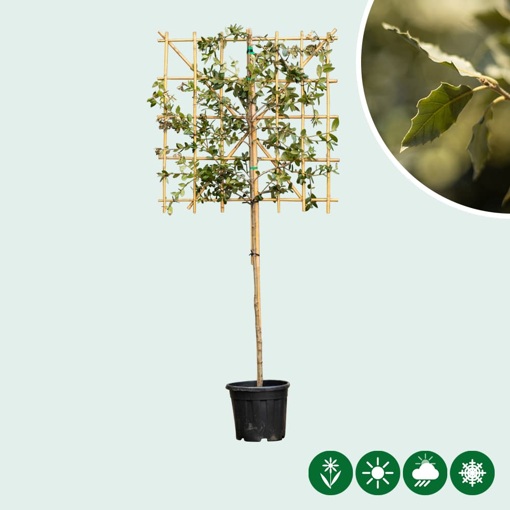 Steeneik leiboom 100 cm