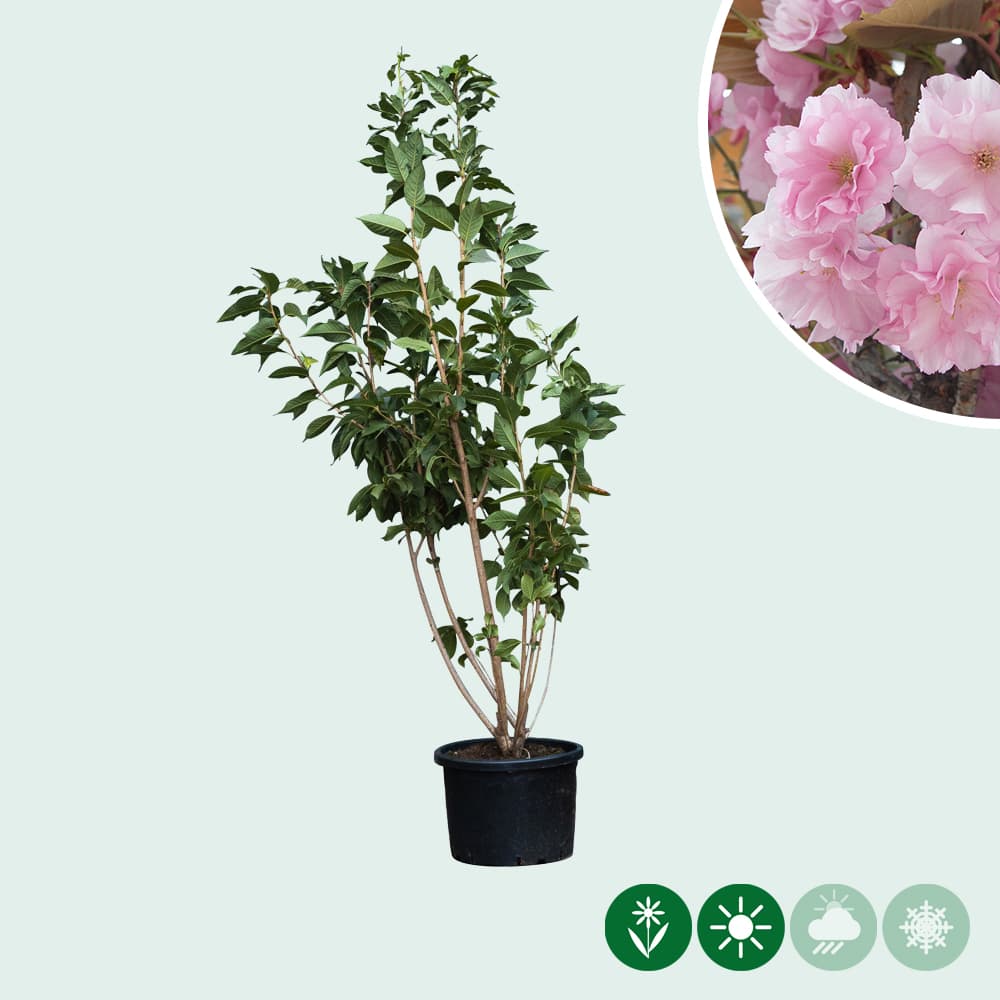 Gewone Japanse sierkers meerstammig