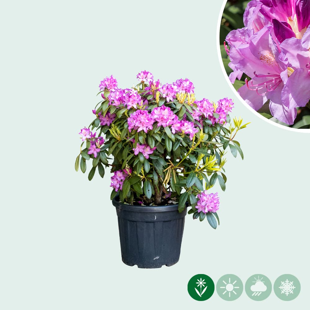 Rhododendron 'Catawbiense Boursault'