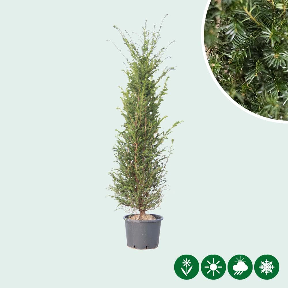 Taxushaag (Taxus baccata)