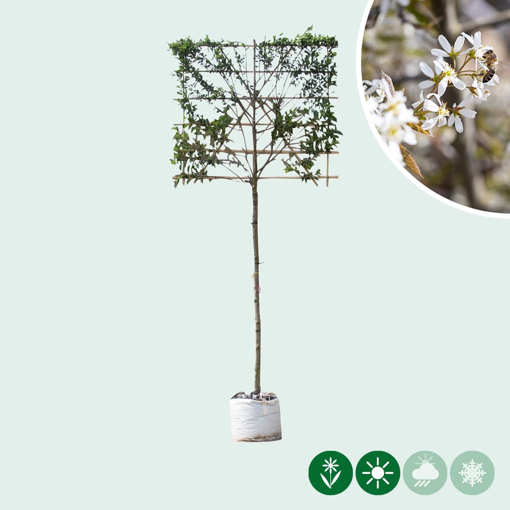 Krentenboom leiboom 150 cm