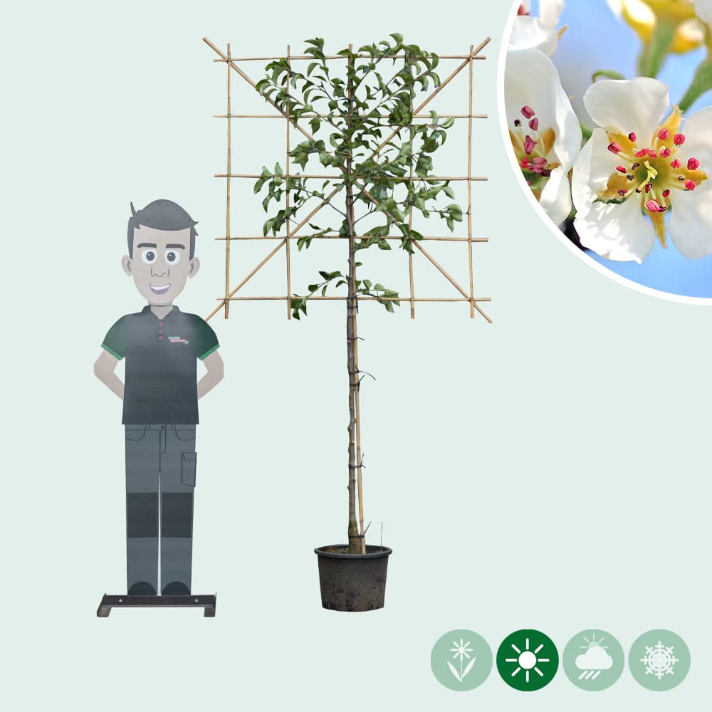 Sierpeer leiboom 120 cm (120x120)