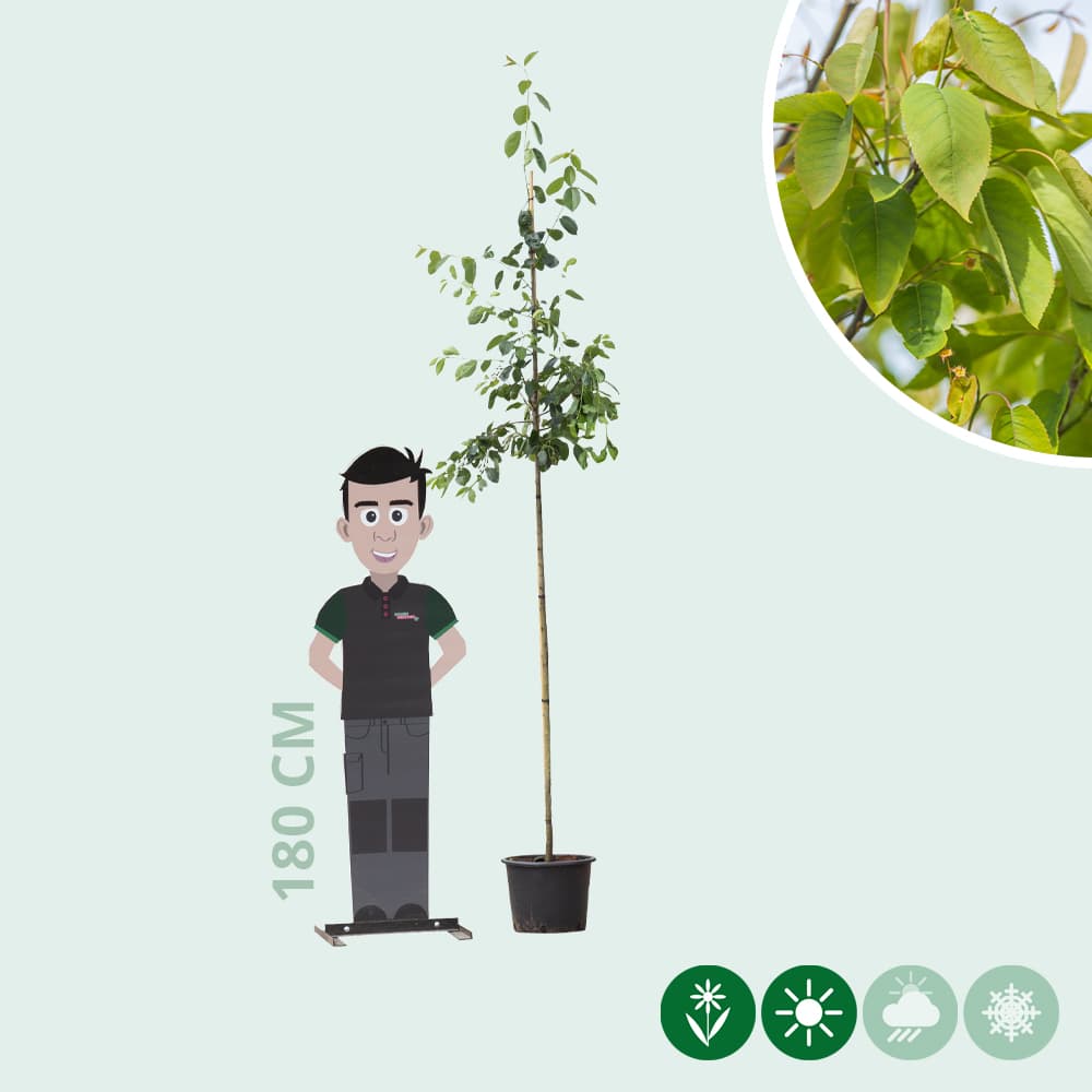 Krentenboom 'Robin Hill'