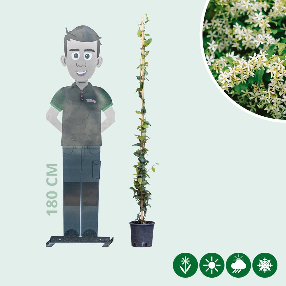 Toscaanse jasmijn 125 cm