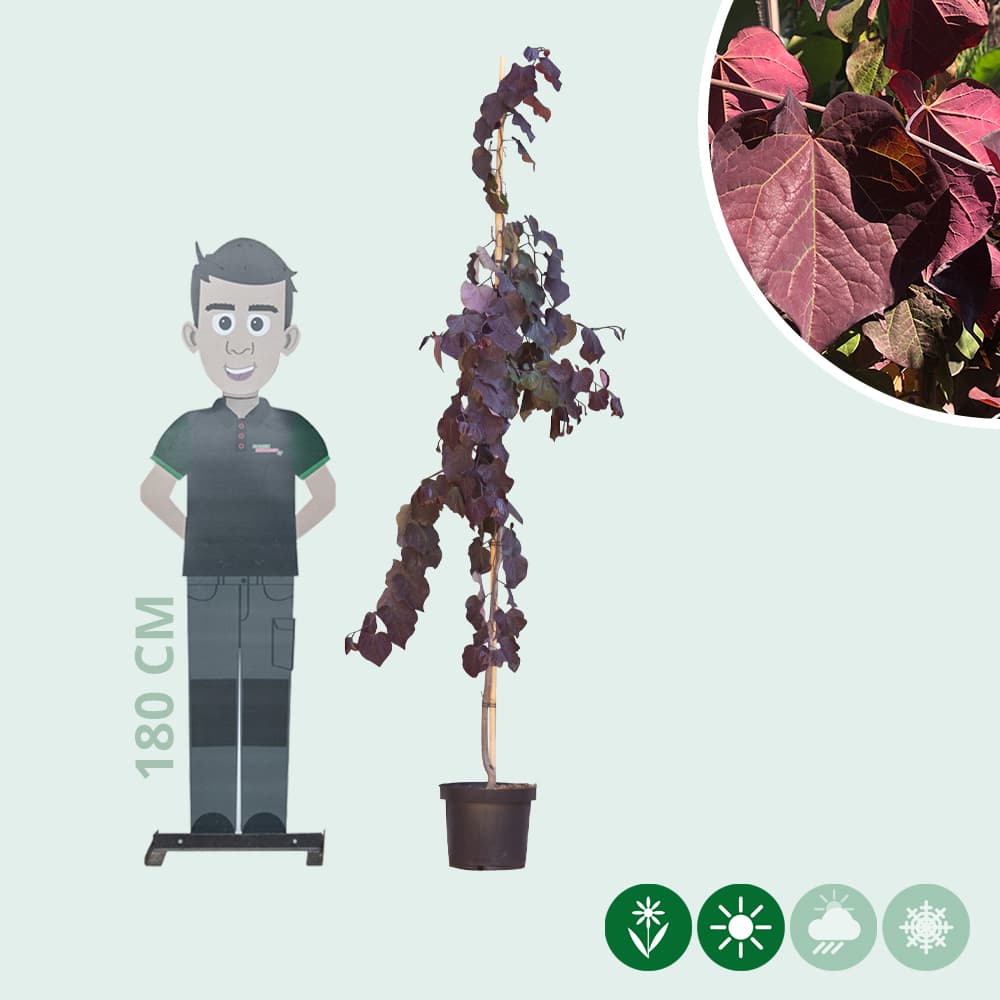 Judasboom 'Ruby Falls'