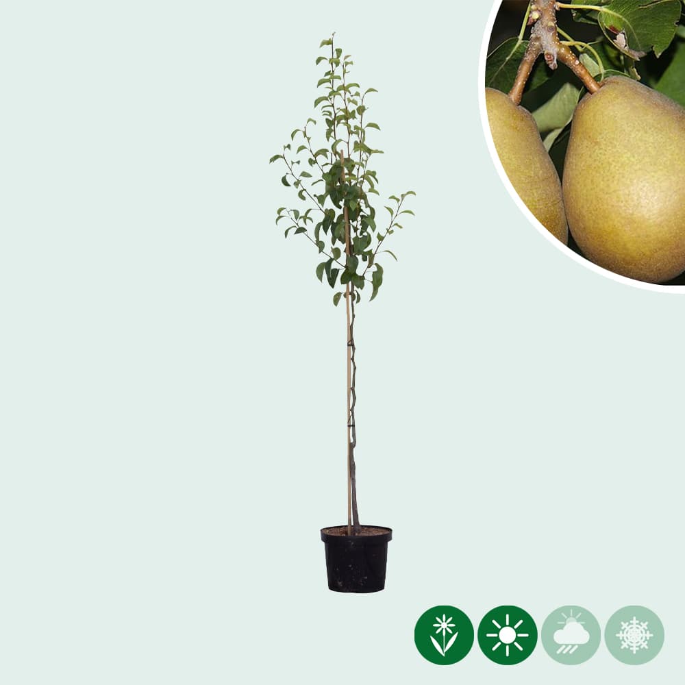 Pyrus communis 'Beurré Hardy'