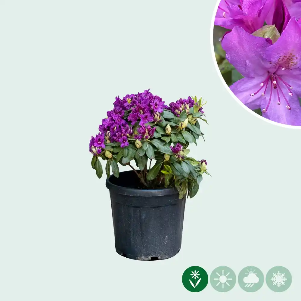 Rhododendron 'Marcel Menard'