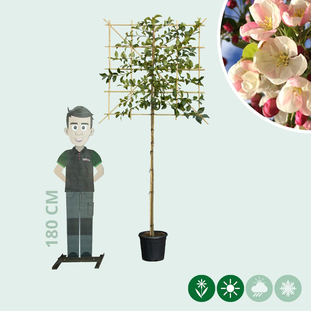 Sierappel leiboom 150 cm