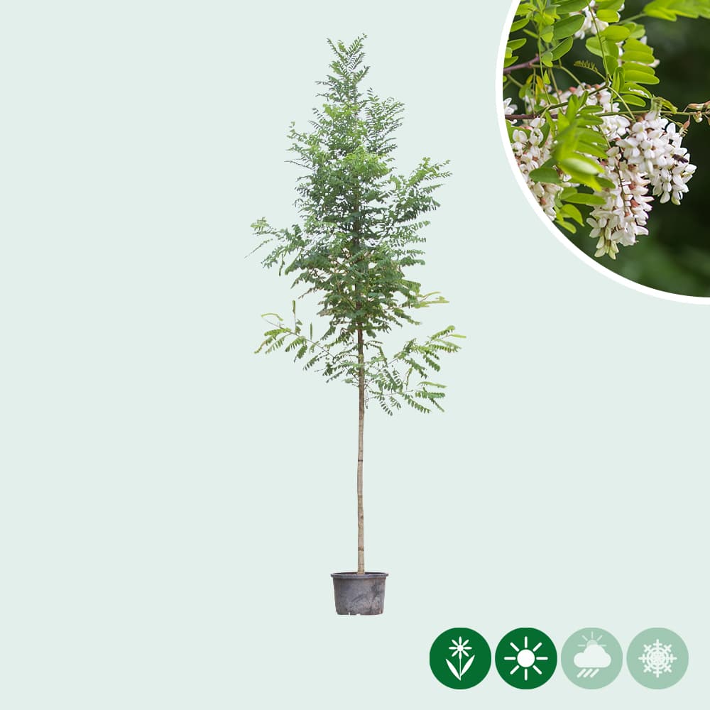 Valse acacia 'Bessoniana'