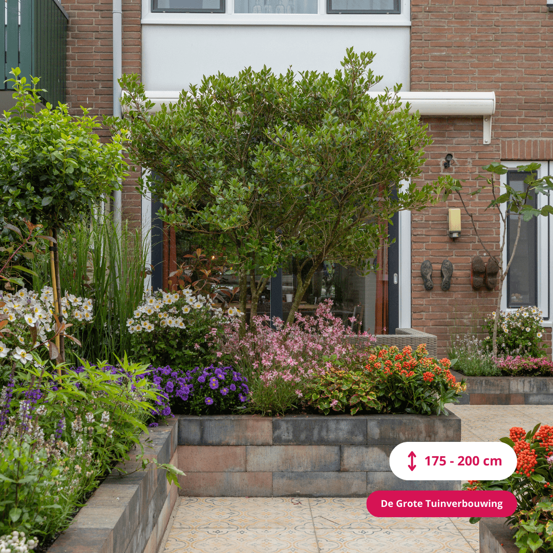 Schijnhulst meerstammig