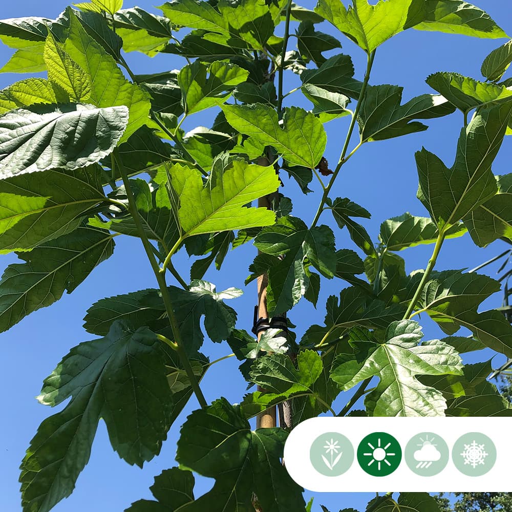 Moerbei kruisdak 200-220 cm stamhoogte