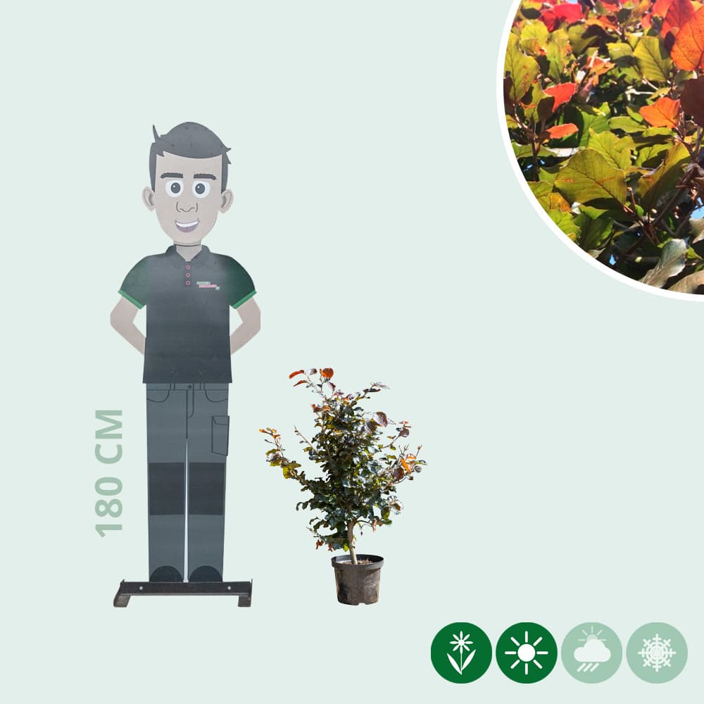 Rode beukenhaag per meter enkele rij