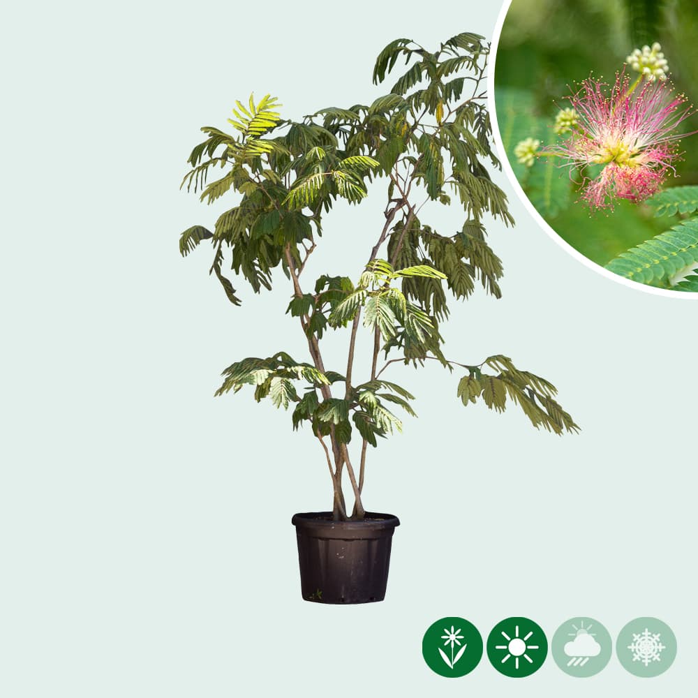 Perzische slaapboom meerstammig