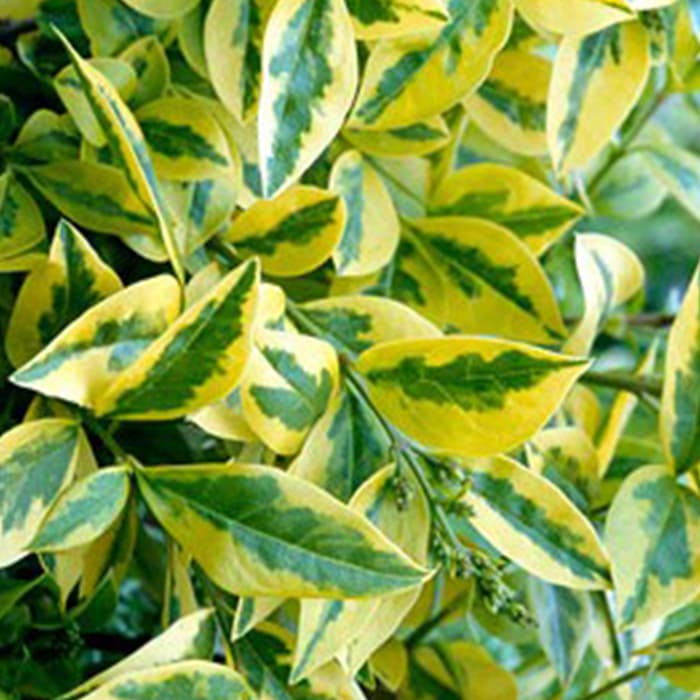 Bonte ligusterhaag 2