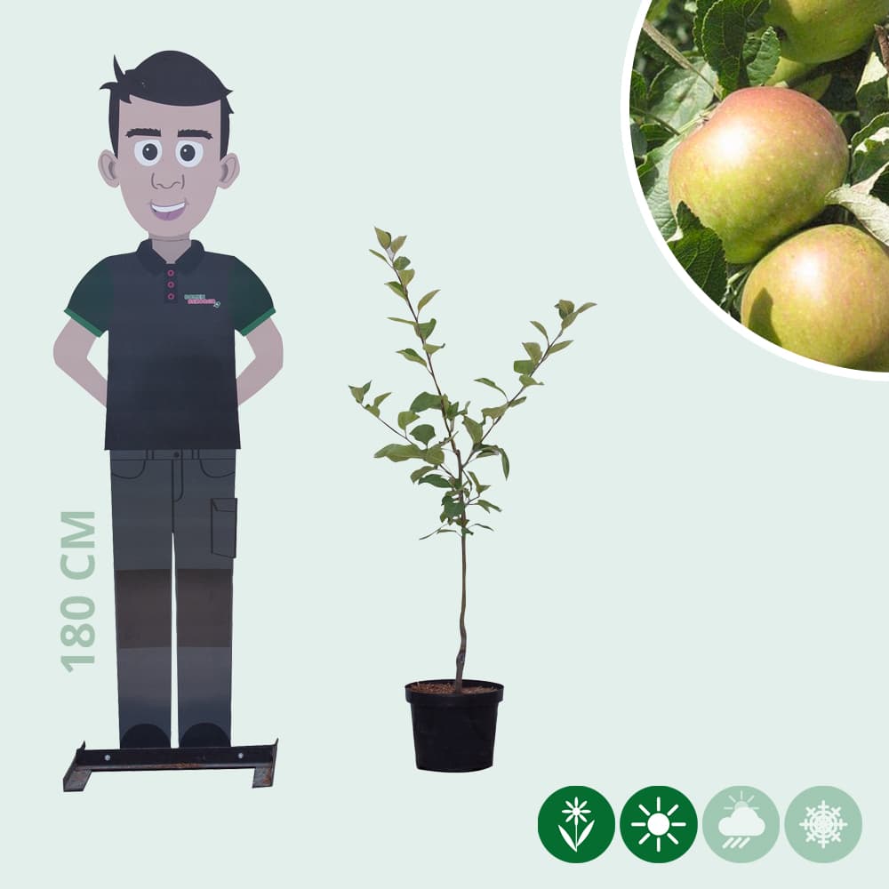 Malus d. 'James Grieve'